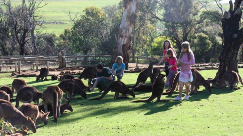 Visit the two most famous sights of Hobart in one fun day, Mt Wellington Summit and the famous Tassie Devils! Learn the story of Hobart’s history through an engaging DVD presentation and hear great local stories from our Tassie guides as you travel both sides of the Derwent River!
